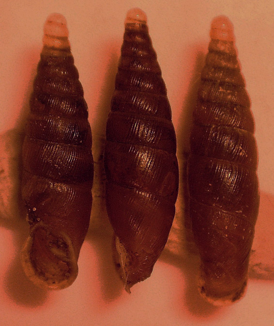 Cochlodina laminata?